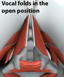 coup de glotte - vocal folds in the inhale position